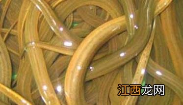 养殖户用自来水养殖黄鳝应注意的一些问题