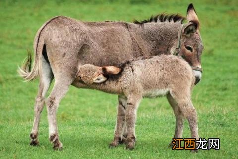 农村养什么能挣钱 农村现在养什么赚钱