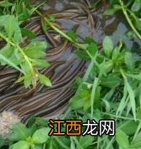 黄鳝驯食有哪些方法 野生黄鳝养殖的训食方法