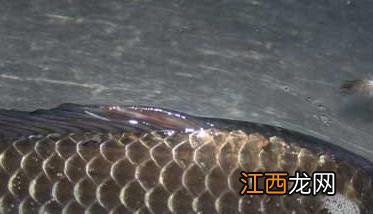 鲫鱼养殖过程中的注意事项 家养鲫鱼注意事项