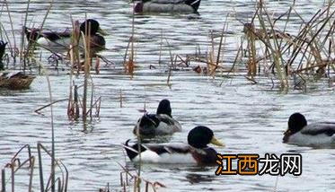 野鸭子会飞吗 飞多高 野鸭子会飞吗