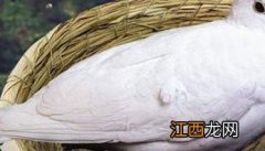 鸽子孵蛋怎么分工，鸽子孵蛋期间要注意什么？