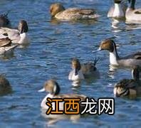 野鸭吃什么食物为主?野鸭饲养管理技术要点