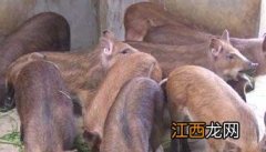 什么是特种野猪，特种野猪的发展前景如何？