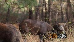 野猪是几级保护动物，野猪的寿命一般是多少年