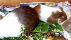 荷兰猪吃什么 荷兰猪吃什么饲料最好