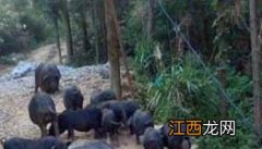 融水黑香猪养殖技术 黑水县藏香猪养殖合作社