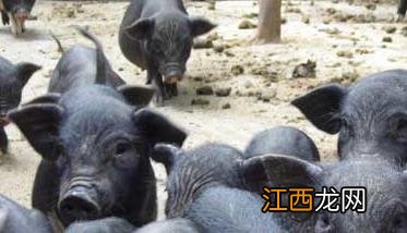 融水黑香猪养殖技术 黑水县藏香猪养殖合作社