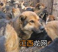 肉狗养殖挣钱吗，市场前景怎么样 肉狗养殖能赚钱吗?