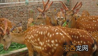 冬季农民怎样做好梅花鹿的养殖 梅花鹿冬季养殖视频