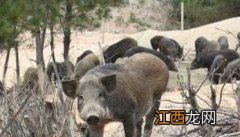 野猪养殖场设计图 野猪养殖场圈舍建造方法