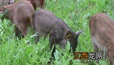 野猪养殖的疾病预防措施 野猪的养殖方法与疾病预防