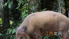 野猪用什么饲料喂养 如何选择种用公野猪?