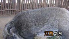 野猪养殖的选种技术 特种野猪放养技术