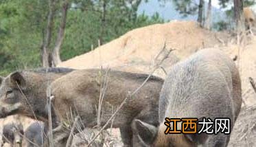 特种野猪养殖的六大误区 养殖野猪跟野生野猪怎么区分