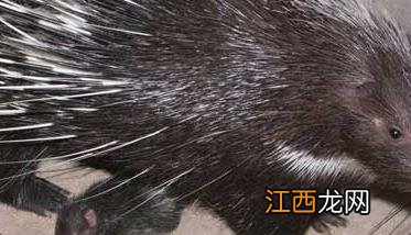 豪猪养殖引种注意事项 豪猪养殖技术难在哪里