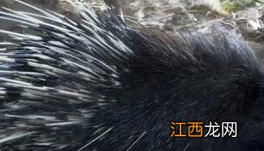 豪猪养殖技术难在哪里 豪猪养殖的饲养繁殖技术