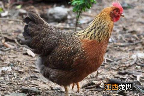 清远麻鸡品种介绍 清远麻鸡有什么特点