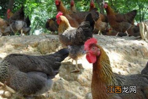 清远麻鸡品种介绍 清远麻鸡有什么特点