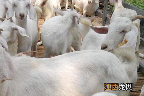 羊喂小苏打正确量 小苏打喂羊的作用和用量?