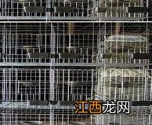 鸽子全套养殖技术方案 鸽子养殖户怎么选择鸽子养殖设备