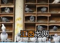 鸽子全套养殖技术方案 鸽子养殖户怎么选择鸽子养殖设备