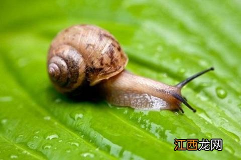 蜗牛的特点和生活特征 白玉蜗牛的特点和生活特征
