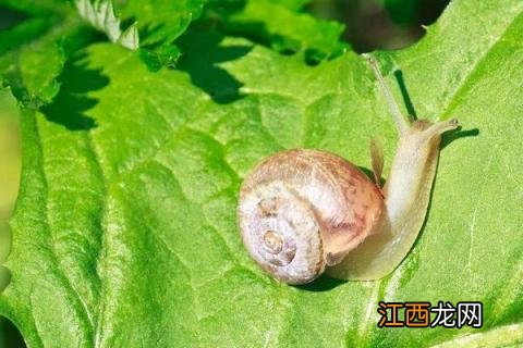 蜗牛的特点和生活特征 白玉蜗牛的特点和生活特征