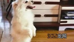 训练狗站立行走是怎么做到的? 如何对犬进行“站立”训练