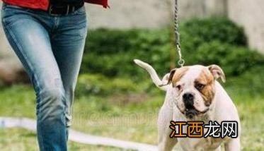 训练狗站立行走是怎么做到的? 如何对犬进行“站立”训练