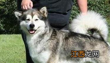 怎样进行犬“卧下”动作的训练 训练狗狗卧的视频教程