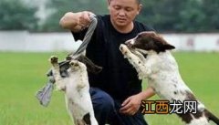 怎样进行犬“坐下”动作的训练 训练狗坐下的手势