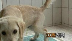 怎样训练狗狗固定地点大小便 怎样训练犬在固定地点大小便