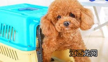 怎样训练狗狗固定地点大小便 怎样训练犬在固定地点大小便