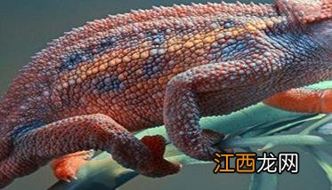 变色龙的生活习性及其形态特征 变色龙有什么特点