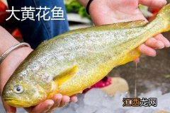 大黄花鱼和小黄花鱼是一个品种吗 大黄花鱼和小黄花鱼有什么区别