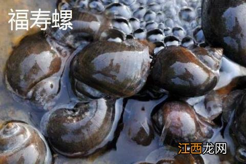 福寿螺与田螺的区别在哪 福寿螺与田园螺的区别