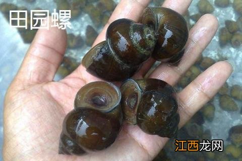 福寿螺与田螺的区别在哪 福寿螺与田园螺的区别