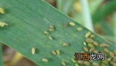 小麦吸浆虫发生特点及防治技术与方法