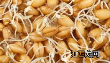 从秋播抓起立足小麦防灾抗灾的办法 秋季播种小麦