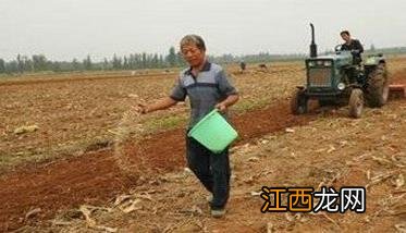 从秋播抓起立足小麦防灾抗灾的办法 秋季播种小麦