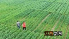 无公害小麦的种植技术 如何生产栽培无公害春小麦