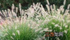 狼尾草的起源及分布 狼尾草的起源及分布介绍