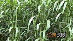 苏丹草种植方法 苏丹草种植方法介绍