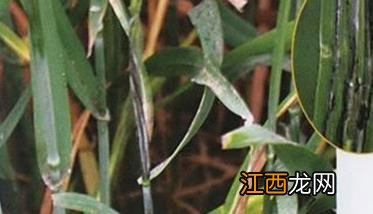 小麦黑杆病 小麦秆黑粉病防治