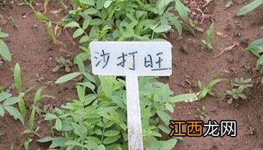 沙打旺种植方法和时间 沙打旺种植多久出苗