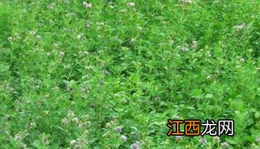 紫花苜蓿草的营养价值、利用方式及注意事项