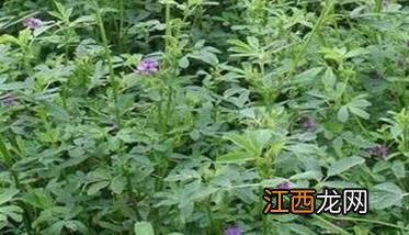 红豆草种子如何播种 红豆草种子图片