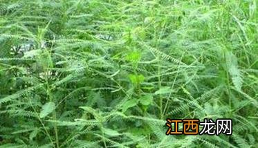 田菁种植技术 田菁的种植与栽培方法