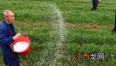 小麦如何合理施肥，需要注意几点 小麦的施肥方法